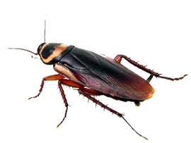 Cockroach