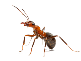 Fire Ants