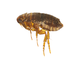 Flea