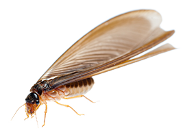 Termites