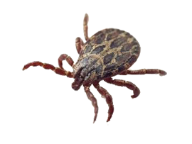 Tick
